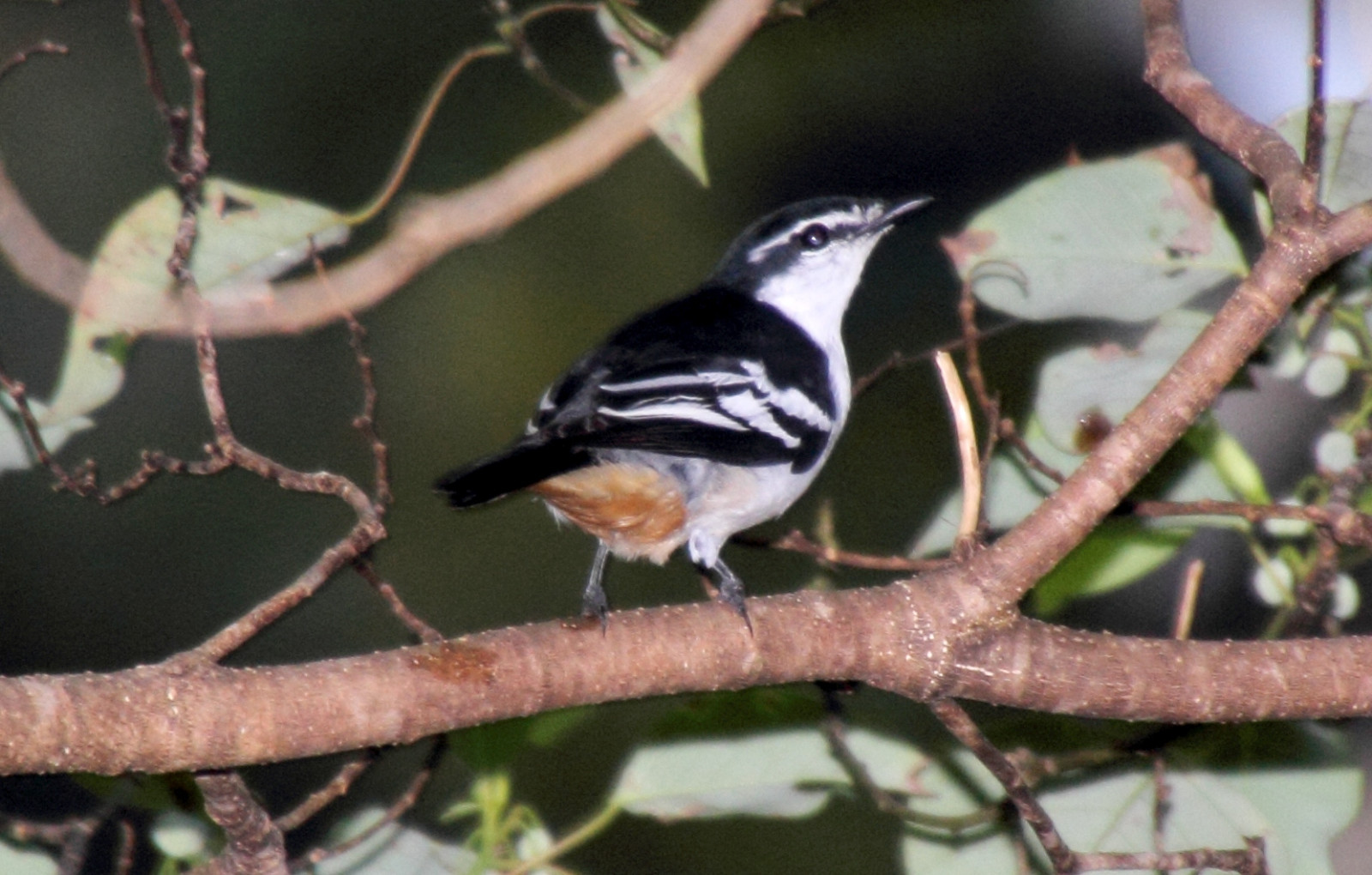 image Varied Triller